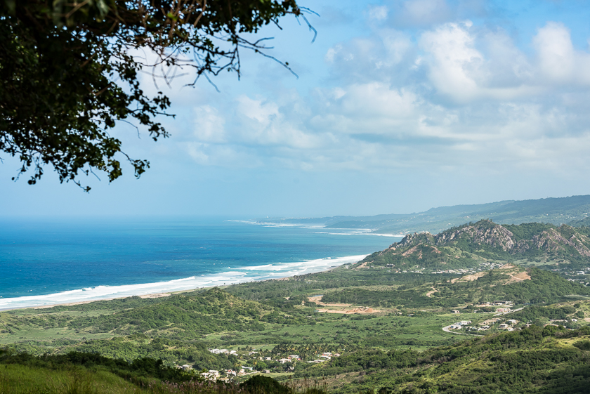 Barbados Cherry Tree Hill